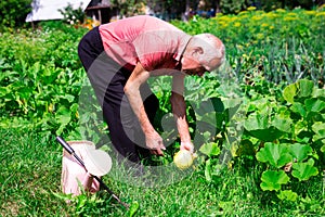 Mature man farmer working in a vegetable garden on manor