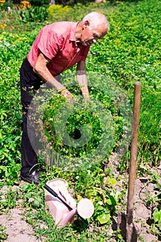 Mature man farmer working in a vegetable garden on manor