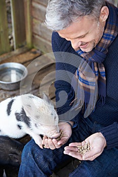 Mature Man Feeding Pet Micro Pig