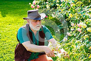 Mature man gardener. Senior planting flowers at garden. Farmer in garden cutting roses. Portrait of mature old man