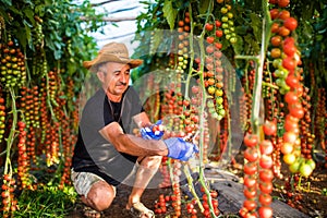 Mature Man in greenhouse holding cherry tomatoes harvest at the camera in greenhouse