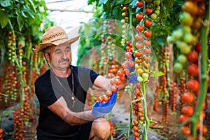 Mature Man in greenhouse holding and presenting red cherry tomatoes big harvest at the camera in greenhouse