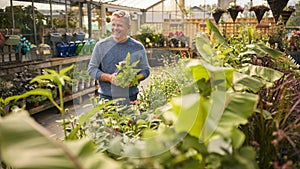 Mature Man Inside Greenhouse In Garden Centre Choosing And Buying Plants 