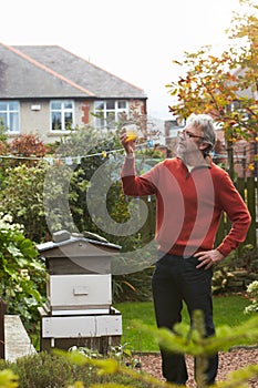 Mature Man Looking At Honey Produced By His Own Bees