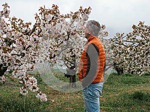 Mature man looking trees in landscape of fields with cherry trees in flowering season