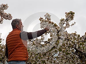 Mature man looking trees  in landscape of fields with cherry trees in flowering season