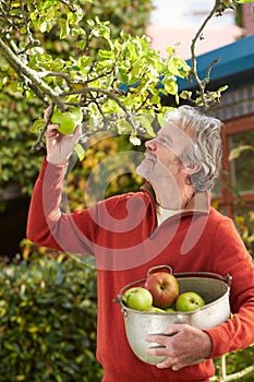 Mature Man Picking Apples From Tree In Garden