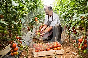 Mature man picking red cherry tomatoes harvest in greenhouse. Older farmer harvesting tomato in box for sale at market.