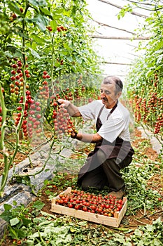 Mature man picking the red cherry tomatoes harvest in wooden boxes in greenhouse. Agriculture