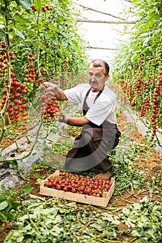 Mature man picking the red cherry tomatoes harvest in wooden boxes in greenhouse. Agriculture