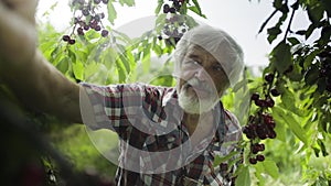 Mature man in shirt pick cherry from tree
