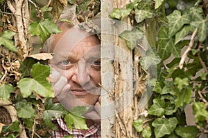 Mature man spying through an ivy plant
