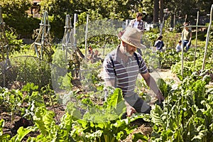 Mature Man Working On Community Allotment