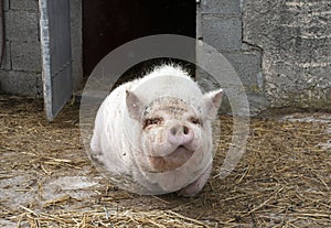 mature miniature pig in garden