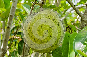 Mature Mountain Sop On Tree