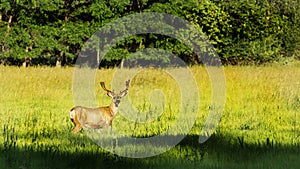 Mature Mule Deer Buck In Velvet