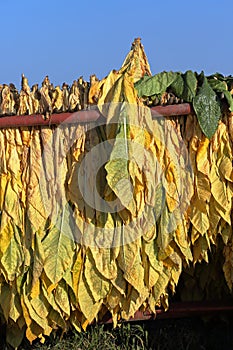 Mature newly harvested tobacco hanging outside in a trailer