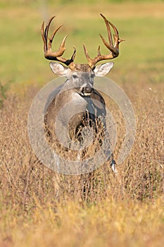 A mature old whitetail buck with huge antlers with kicker points