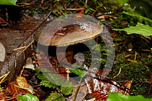 Mature, older Admirable Bolete with Fruit Fly atop