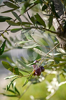 Mature olives on an olive tree branch