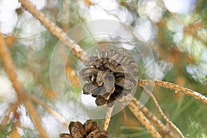 mature opened pine cone on a tree against a blurred background