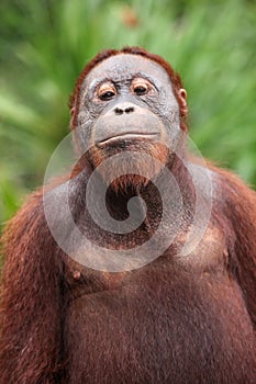 Mature orangutan in the Tanjung Puting national park in Indonesia