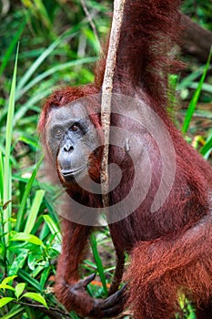 Mature orangutan in the Tanjung Puting national park in Indonesia