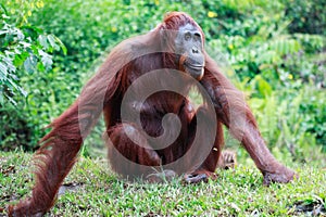 Mature orangutan in the Tanjung Puting national park in Indonesia