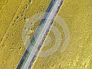 Mature paddy fields