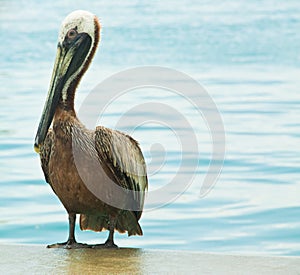 Mature pelican