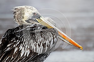 Mature pelican boasting an impressive bright orange beak