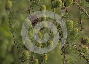 Mature pine cone alongside green developing cones