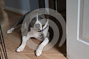 Mature pitbull looks at camera for close up portrait