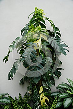 The mature climbing plants of Epipremnum Pinnatum Albo photo