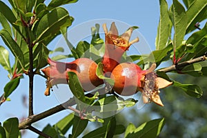 Mature pomegranate fruit on tree