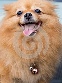 Mature Pomeranian Dog