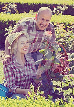 Mature positive couple engaged in gardening