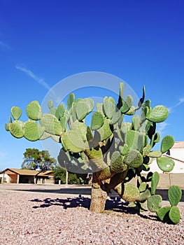 Mature Prickly Pear Cactus in Xeriscaping, Phoenix, AZ photo