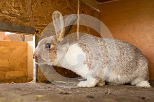 Mature rabbit doe in farm cage. Breeding rabbits