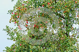 Mature red apples  on the old apple tree in an orchard .