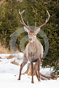 Mature red deer stag with antlers on snow in winter