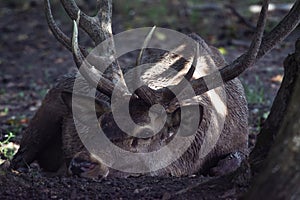 A mature Red Stag lying down