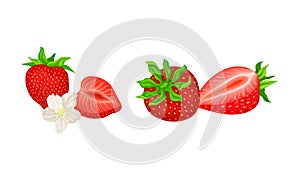 Mature Red Strawberry Whole and Half with Leaves and Blossom Vector Set