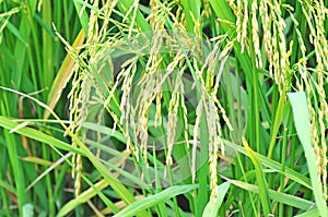 Mature or ripe paddy at paddy field waiting to be harvested