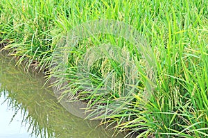 Mature or ripe paddy at paddy field waiting to be harvested