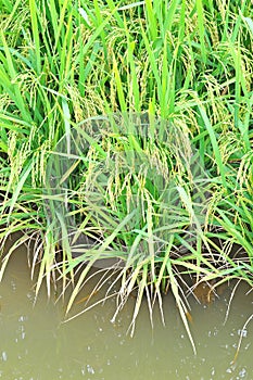 Mature or ripe paddy at paddy field waiting to be harvested