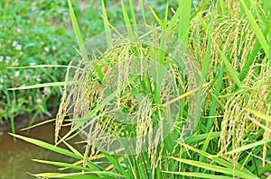 Mature or ripe paddy at paddy field waiting to be harvested