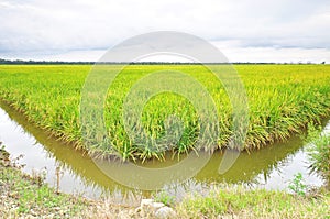 Mature or ripe paddy at paddy field waiting to be harvested