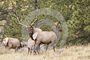 Mature Rocky Mountain Elk in full rut