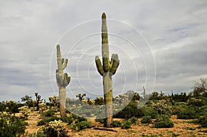 Mature Saguaro Cactus Sonora desert Arizona